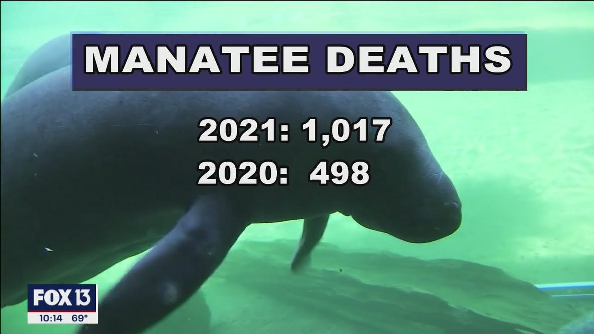 FWC races to save starving manatees
